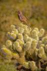 USA-Arizona-Cottonwood-Fort McDowell State Park Curve-billed thrasher on cactus Art Print